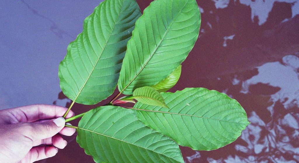 What are the risks and health benefits of Kratom tea?