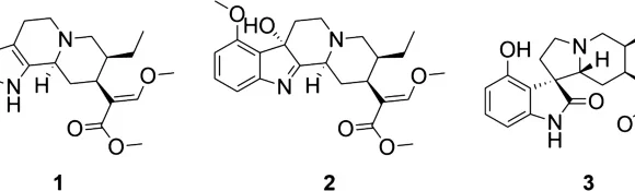 Chemical composition and biological effects of kratom (Mitragyna speciosa): In vitro studies with implications for efficacy and drug interactions