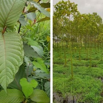 Natural Herb Kratom May Have Therapeutic Effects And Relatively Low Potential For Abuse Or Harm, According To A User Survey