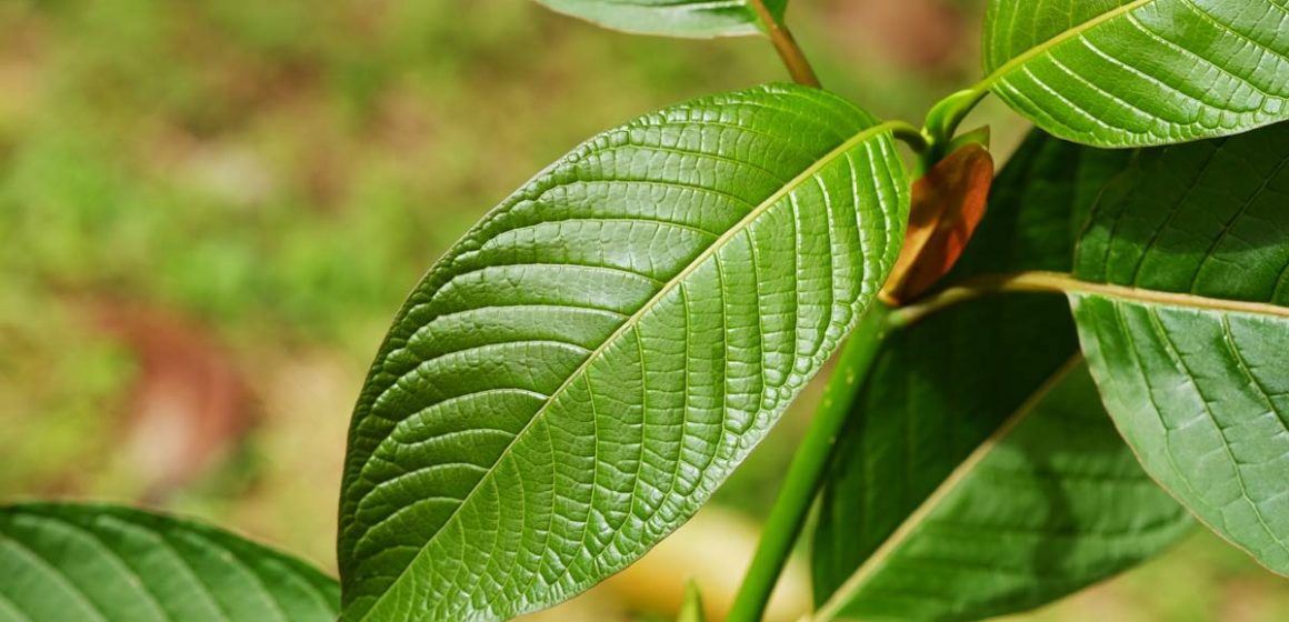 Current Perspectives on the Impact of Kratom Use