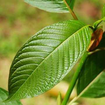 Current Perspectives on the Impact of Kratom Use
